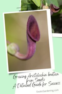 A close-up of the Aristolochia baetica flower with its tubular, dark purple structure and hairy inner texture, framed by soft green foliage.
