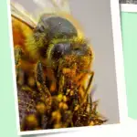 A closeup of a bee on a flower.