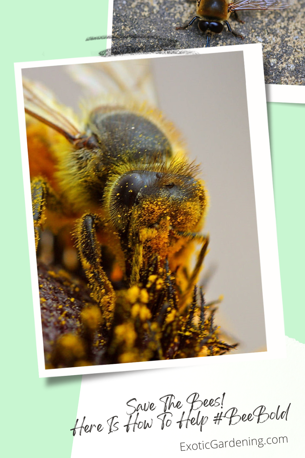 A closeup of a bee on a flower.