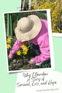 A layered collage of Sheri Ann Richerson working in her garden, surrounded by blooming yellow daffodils.