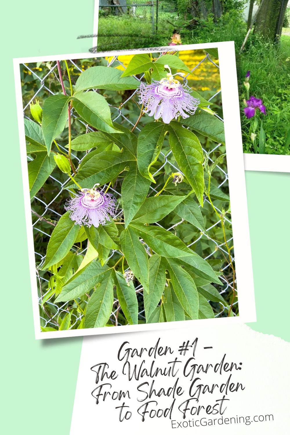 Close-up of a blooming purple maypop flower (Passiflora incarnata) growing on a chain-link fence.