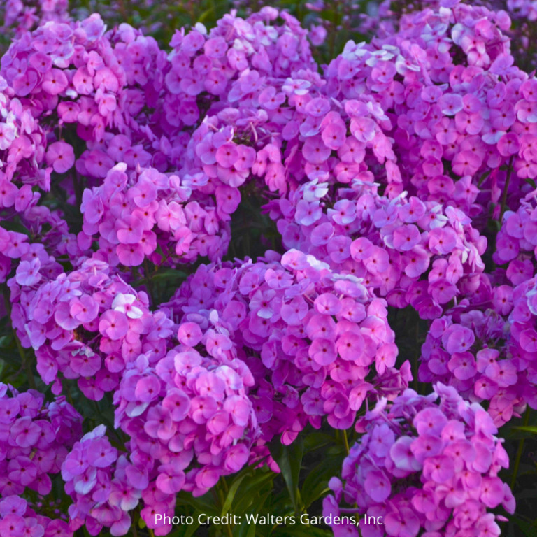 Four Perennial Plants That Are Easy To Care For - Exotic Gardening