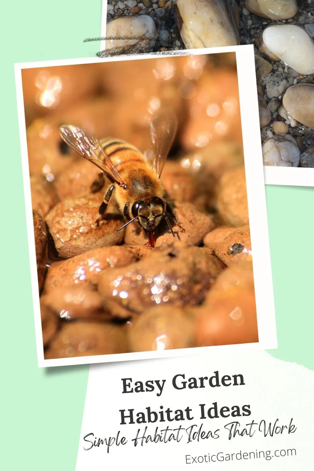Honeybee drinking water from small stones in a garden water dish, with text about easy garden habitat ideas.