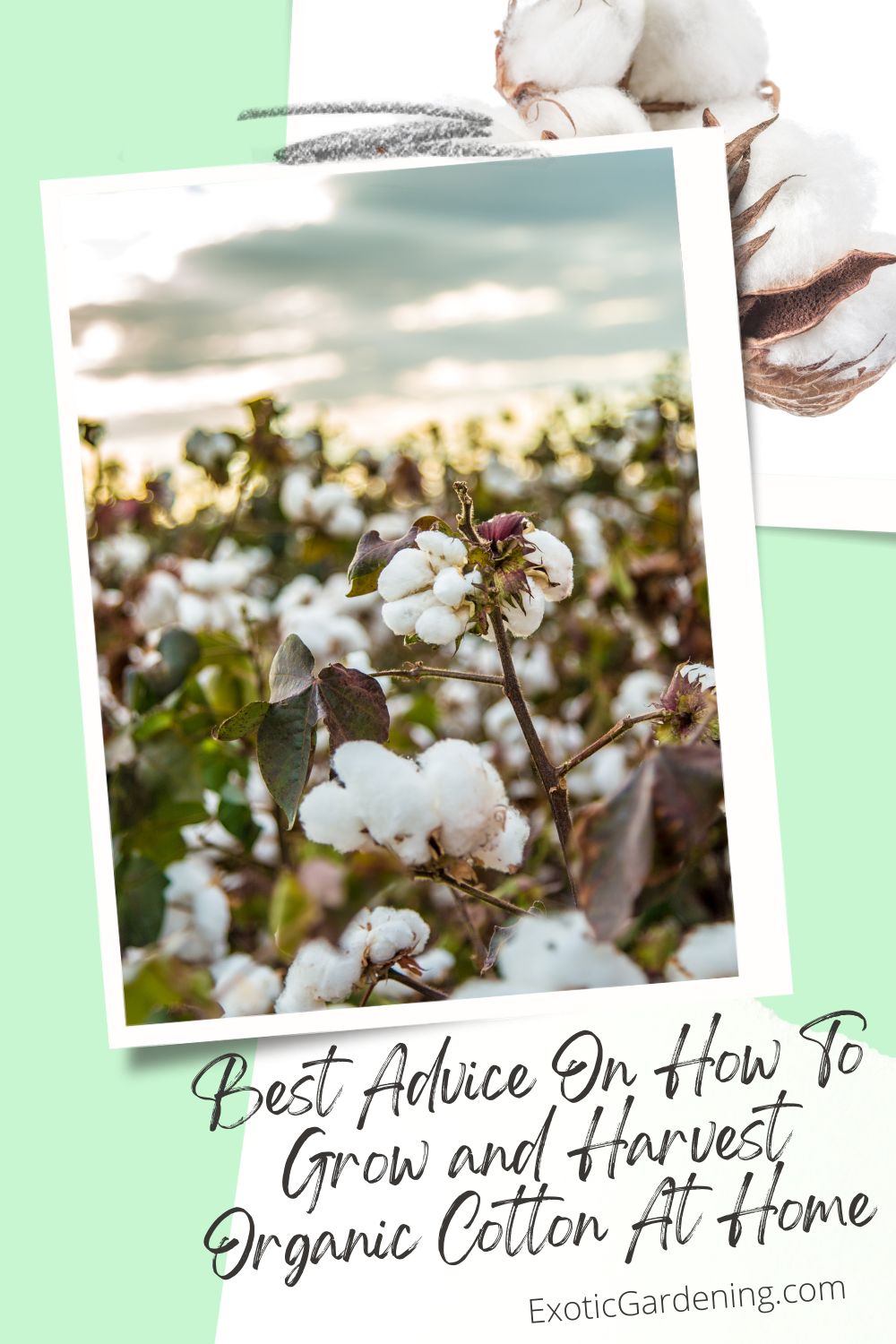 Wide field view of cotton plants with white bolls against a dramatic sky, showing harvest season.