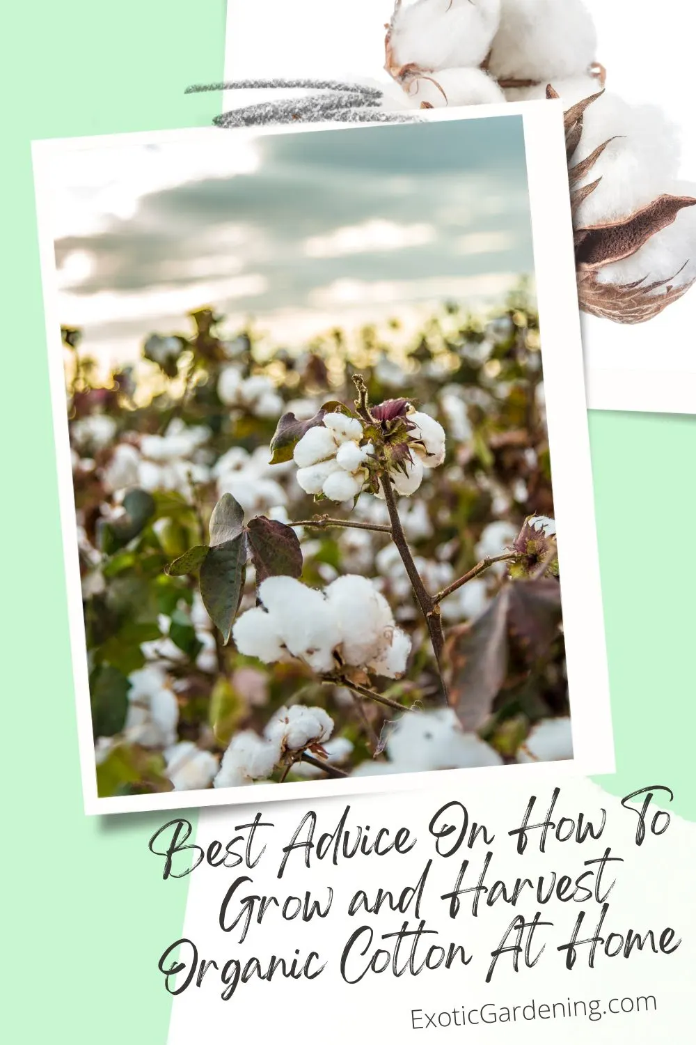 Wide field view of cotton plants with white bolls against a dramatic sky, showing harvest season.
