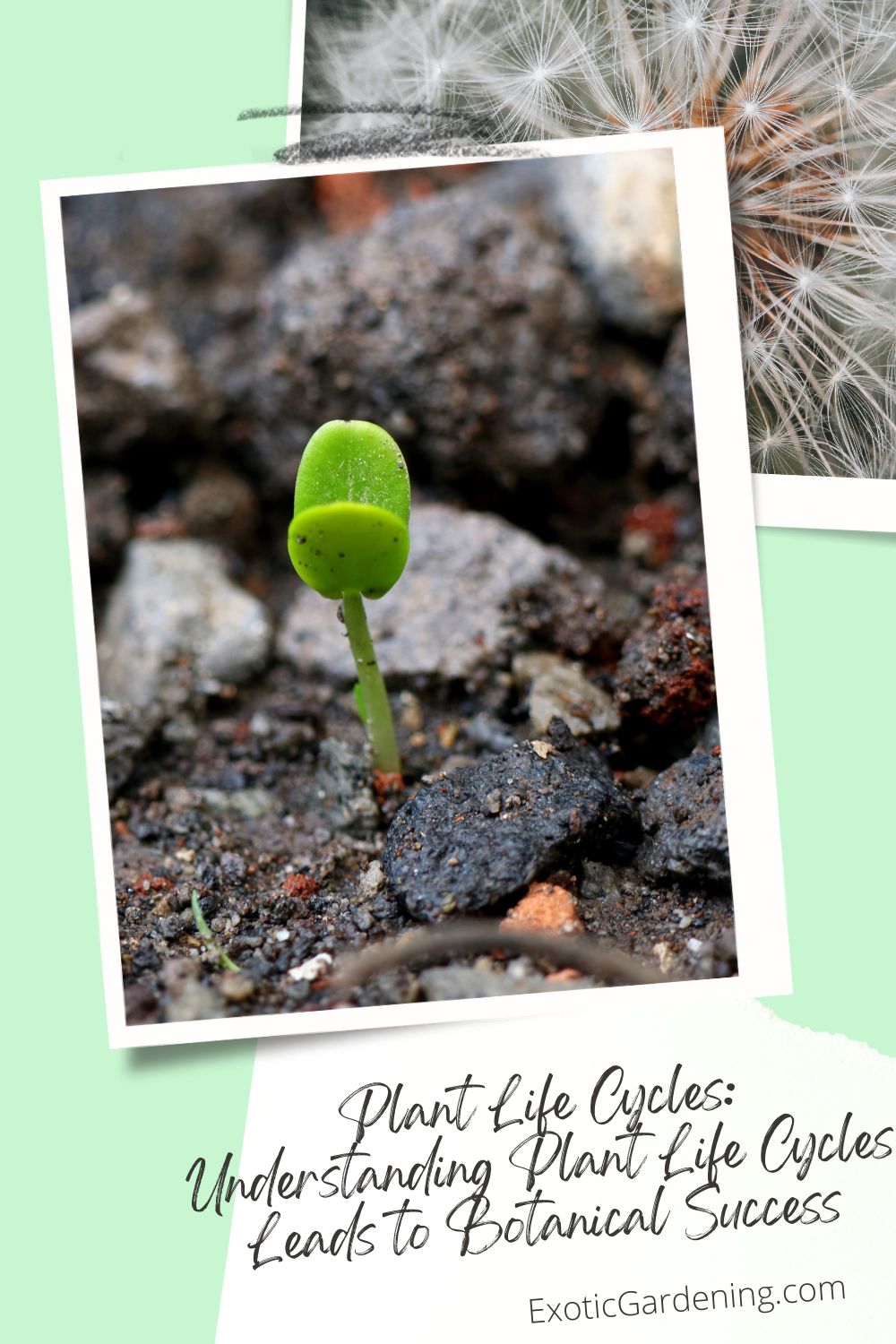 Small green seedling emerging from rocky soil, with dandelion seed heads in the background.