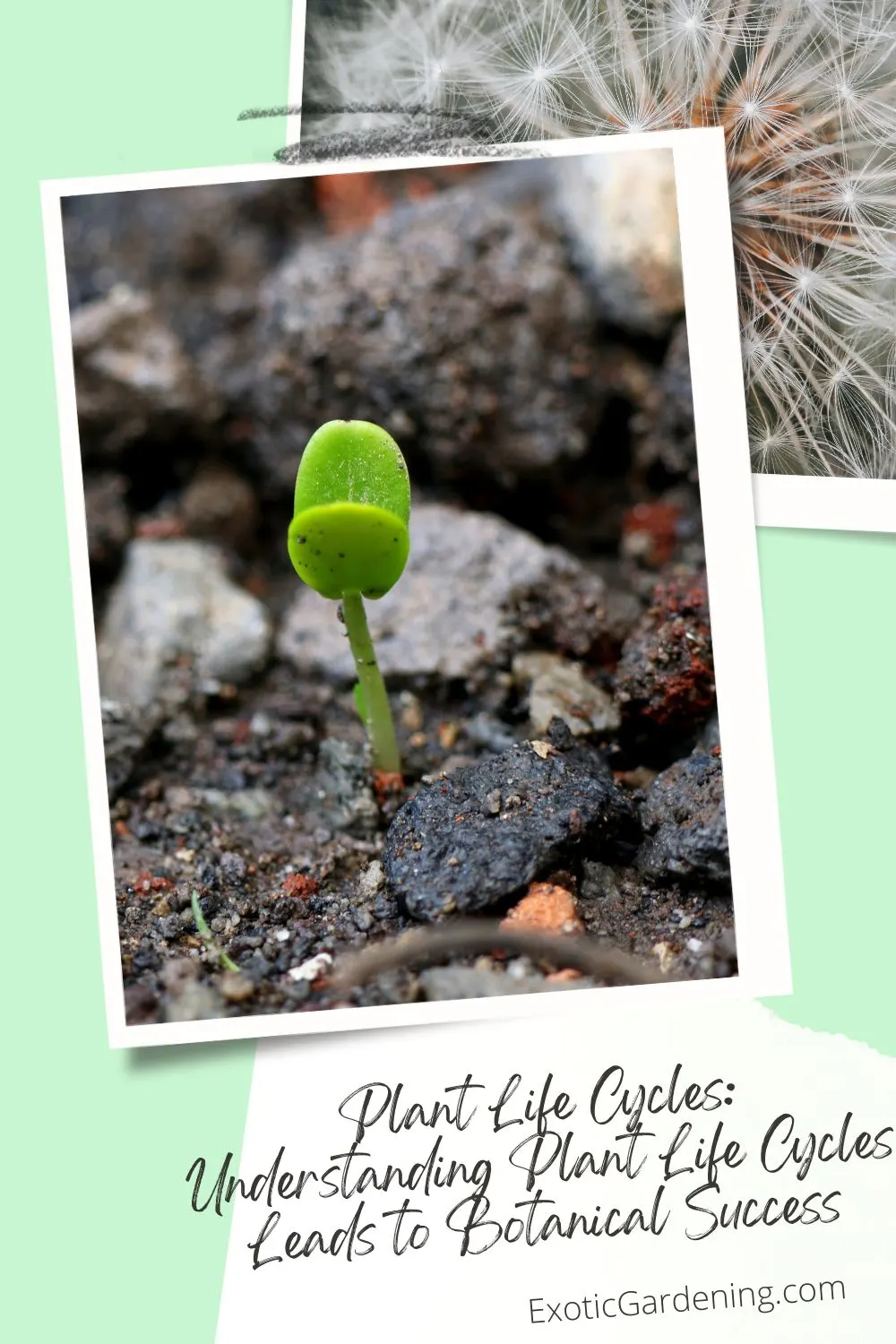 Small green seedling emerging from rocky soil, with dandelion seed heads in the background.