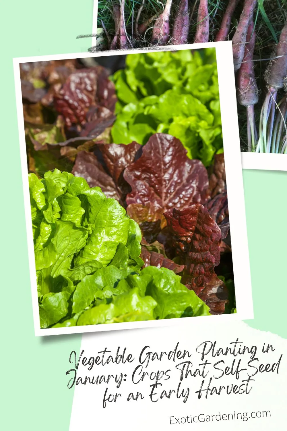 Bright green and red lettuce growing in an early spring garden bed after winter sowing.