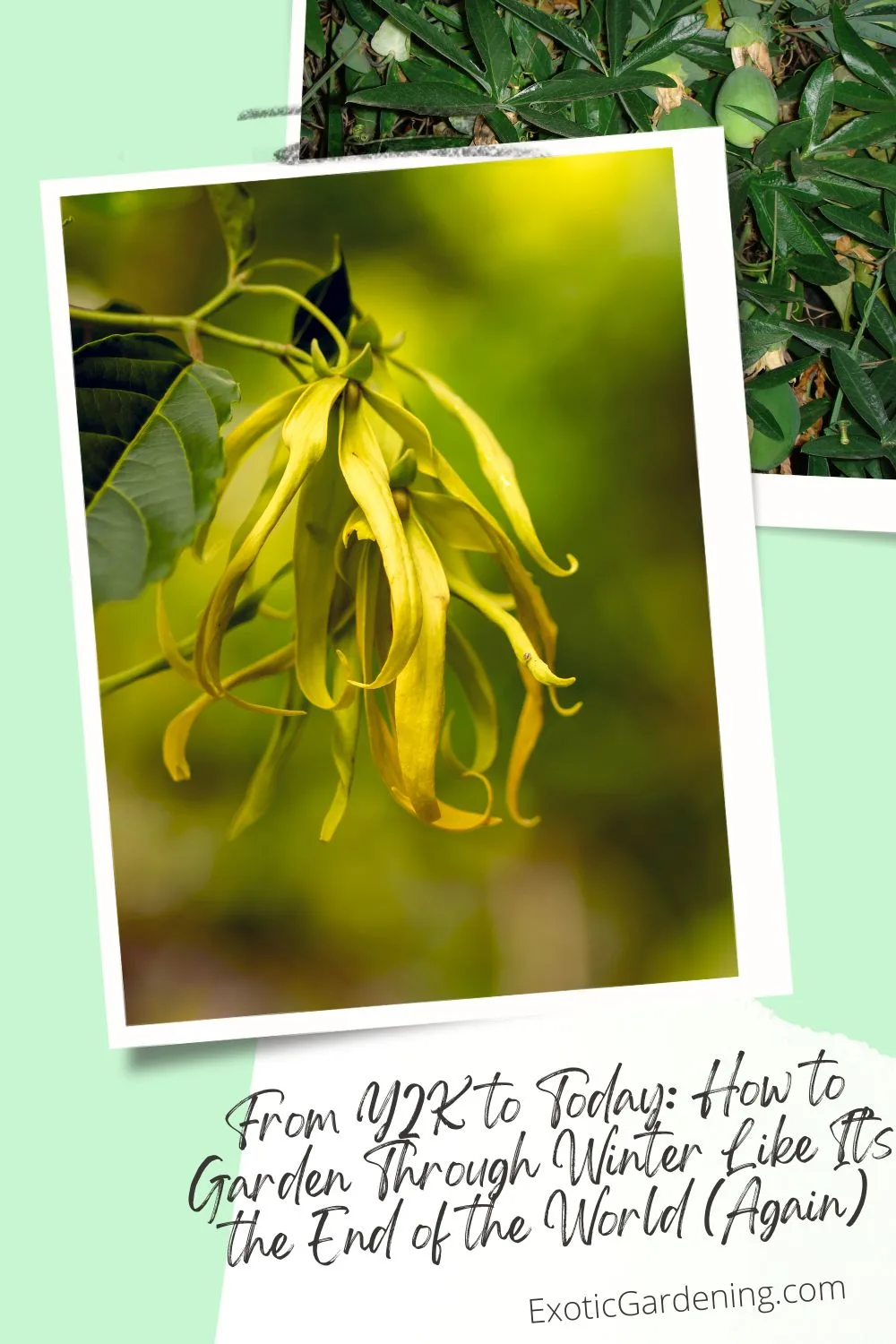 Close-up of a yellow Ylang Ylang (Cananga odorata) flower hanging gracefully from a branch with blurred green background. The second photo is passiflora fruit.
