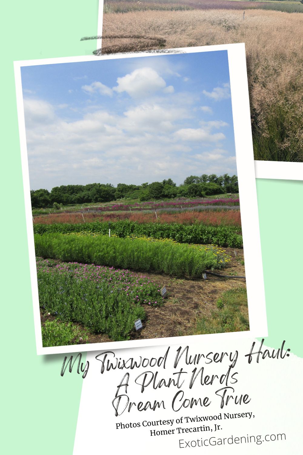 Field rows of perennials at Twixwood Nursery under a partly cloudy summer sky.