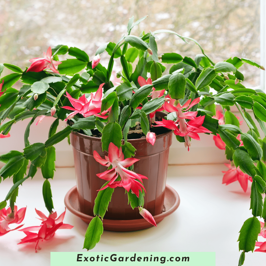 How To Care For Holiday Plants - Exotic Gardening