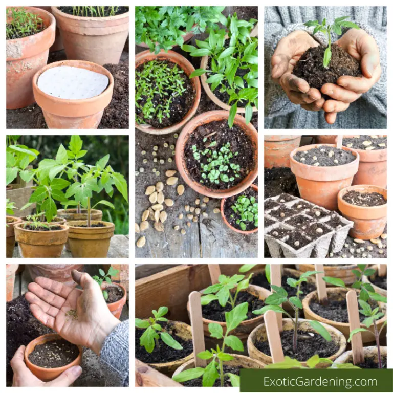 What Garden Seeds To Plant In June Exotic Gardening