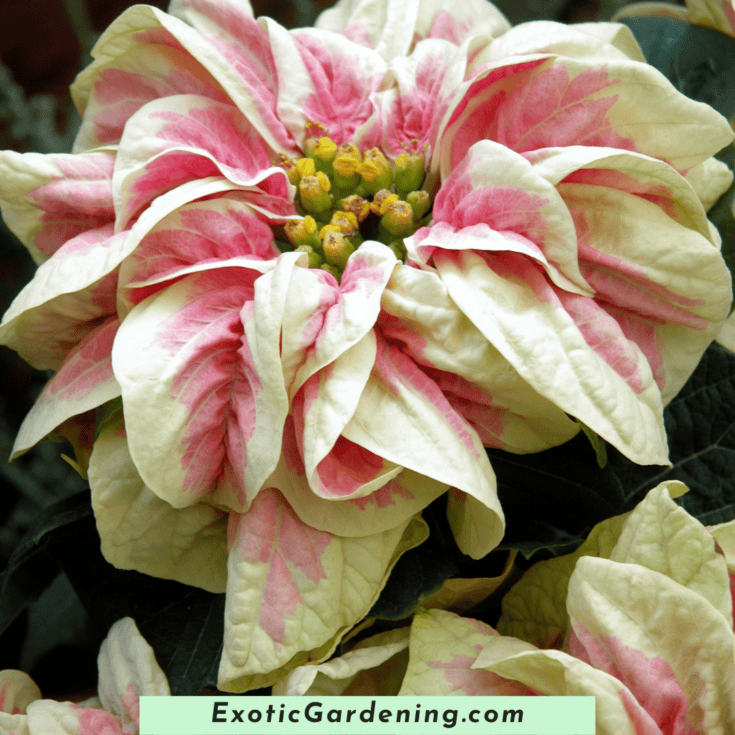 How To Care For Holiday Plants - Exotic Gardening