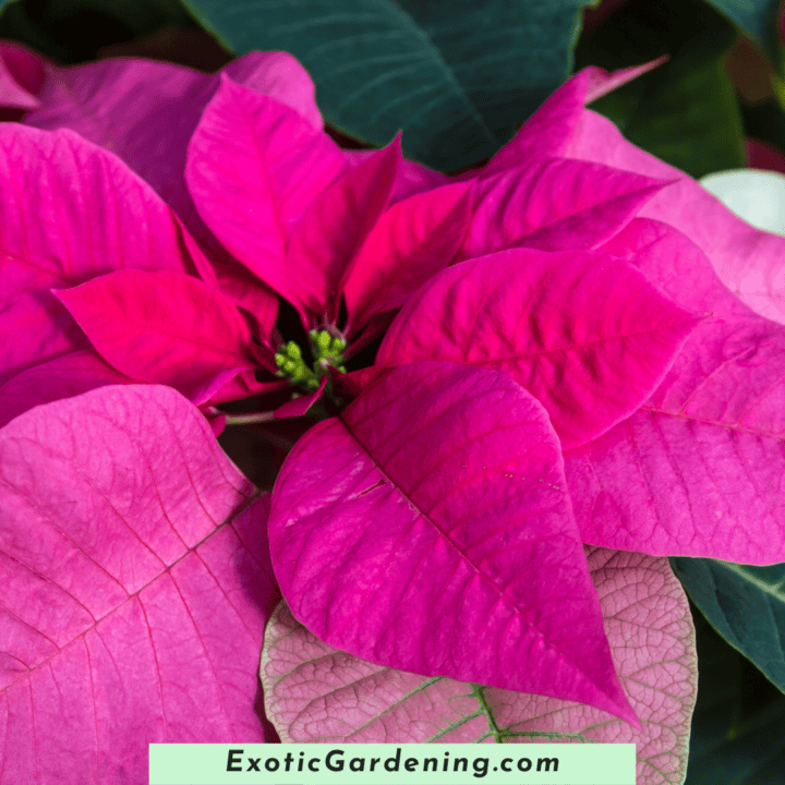 How To Care For Holiday Plants - Exotic Gardening