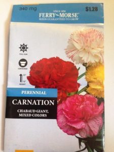 Growing Dianthus From Seed