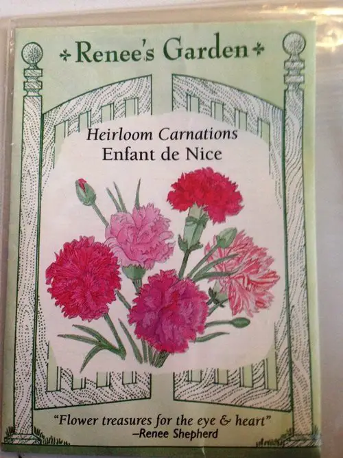 Growing Dianthus From Seed