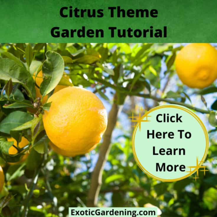 Learn What To Plant In This Easy Herb Garden For Beginners - Exotic ...