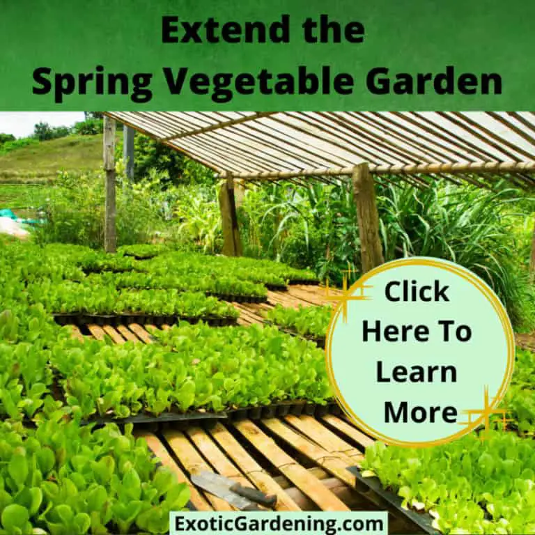 When to Plant in Spring Early Season Garden Tips Exotic Gardening