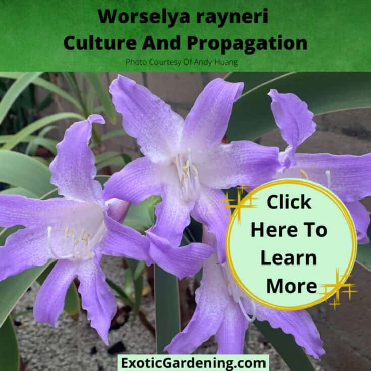 The Best Time To Plant Bulbs Exotic Gardening