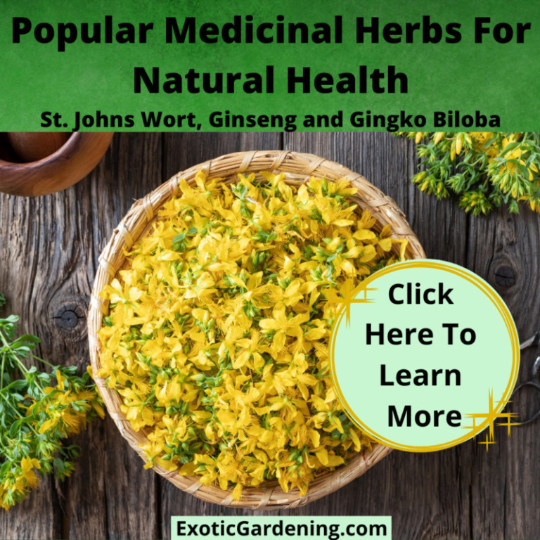 Herb Gardening Tips For Beginners - Exotic Gardening