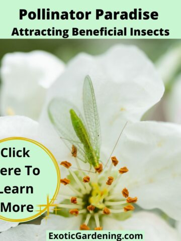 Green lacewing sitting on a white blossom with yellow stamens, with text about pollinator-friendly gardens.