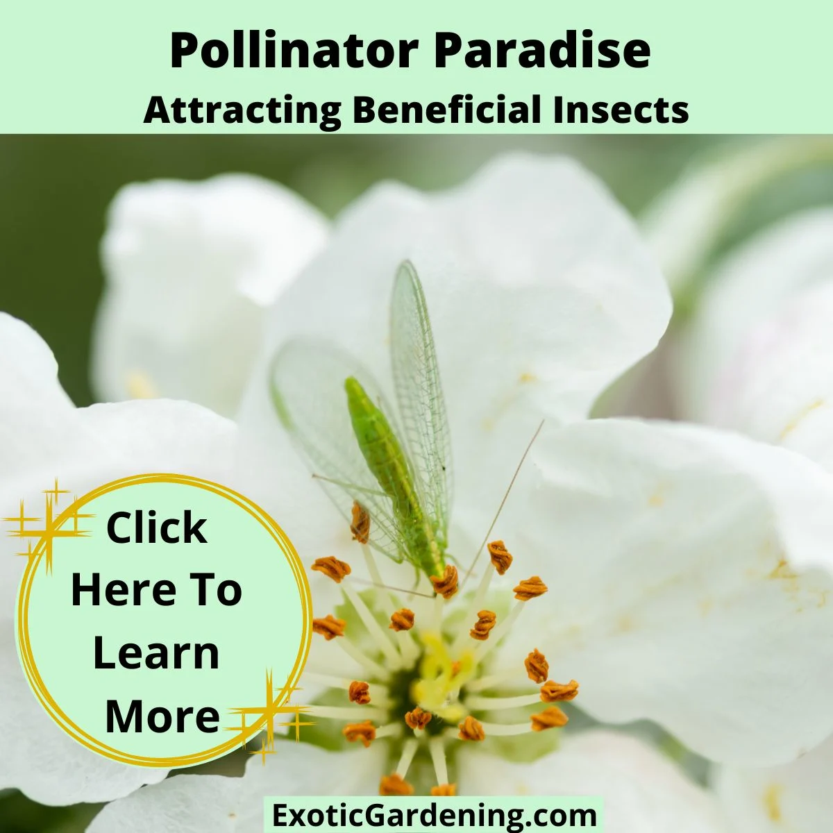 Green lacewing sitting on a white blossom with yellow stamens, with text about pollinator-friendly gardens.