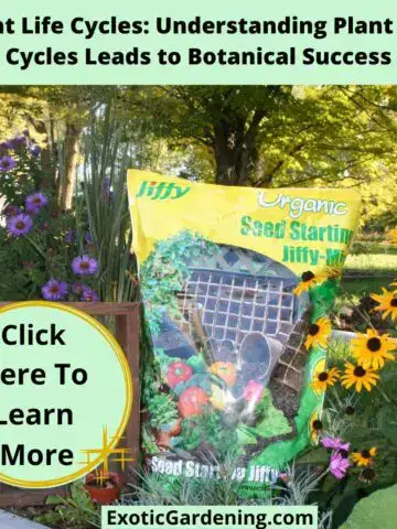 Bag of Jiffy Organic Seed Starting Mix placed in a colorful flower garden with purple asters and yellow black-eyed Susans.