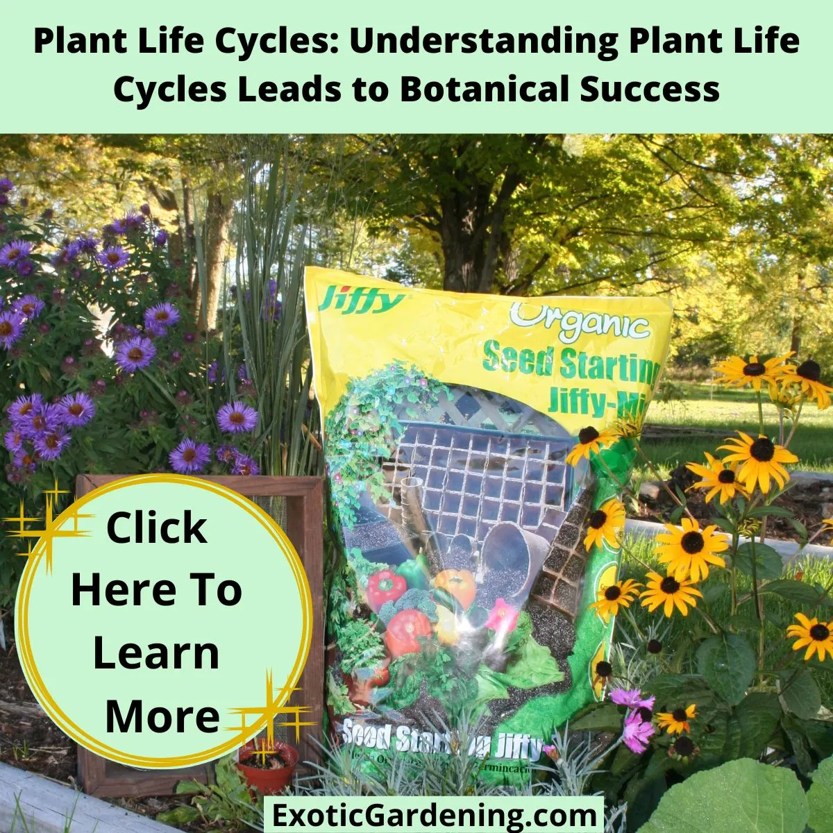 Bag of Jiffy Organic Seed Starting Mix placed in a colorful flower garden with purple asters and yellow black-eyed Susans.