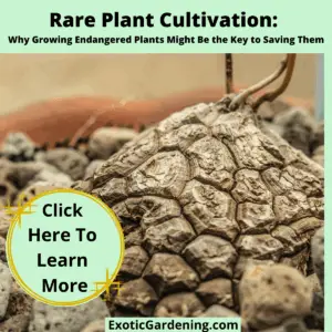 Close-up of a Dioscorea mexicana caudex with geometric turtle-shell-like texture, surrounded by rocks in a pot.