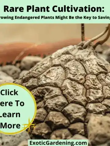 Close-up of a Dioscorea mexicana caudex with geometric turtle-shell-like texture, surrounded by rocks in a pot.