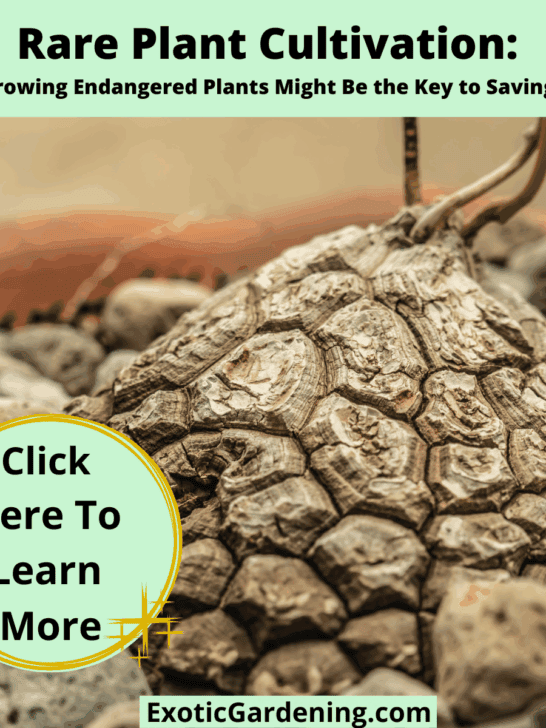 Rare Plant Cultivation: Why Growing Endangered Plants Might Be the Key to Saving Them