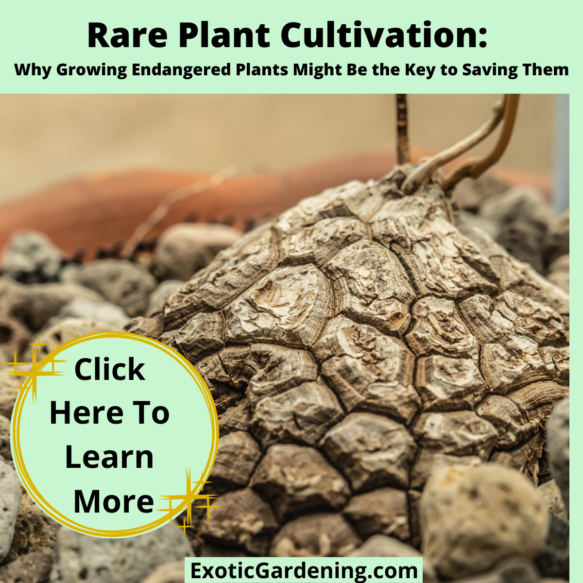 Close-up of a Dioscorea mexicana caudex with geometric turtle-shell-like texture, surrounded by rocks in a pot.