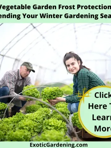 A man and woman inside a tunnel house harvesting lettuce.