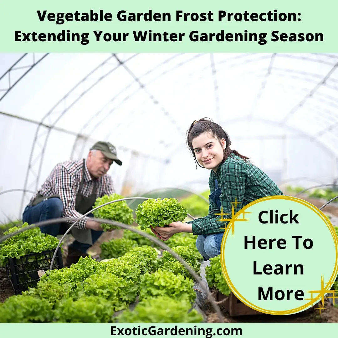 A man and woman inside a tunnel house harvesting lettuce.