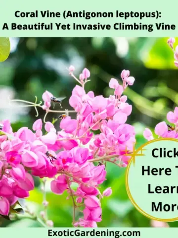 Coral Vine (Antigonon leptopus) in bloom.