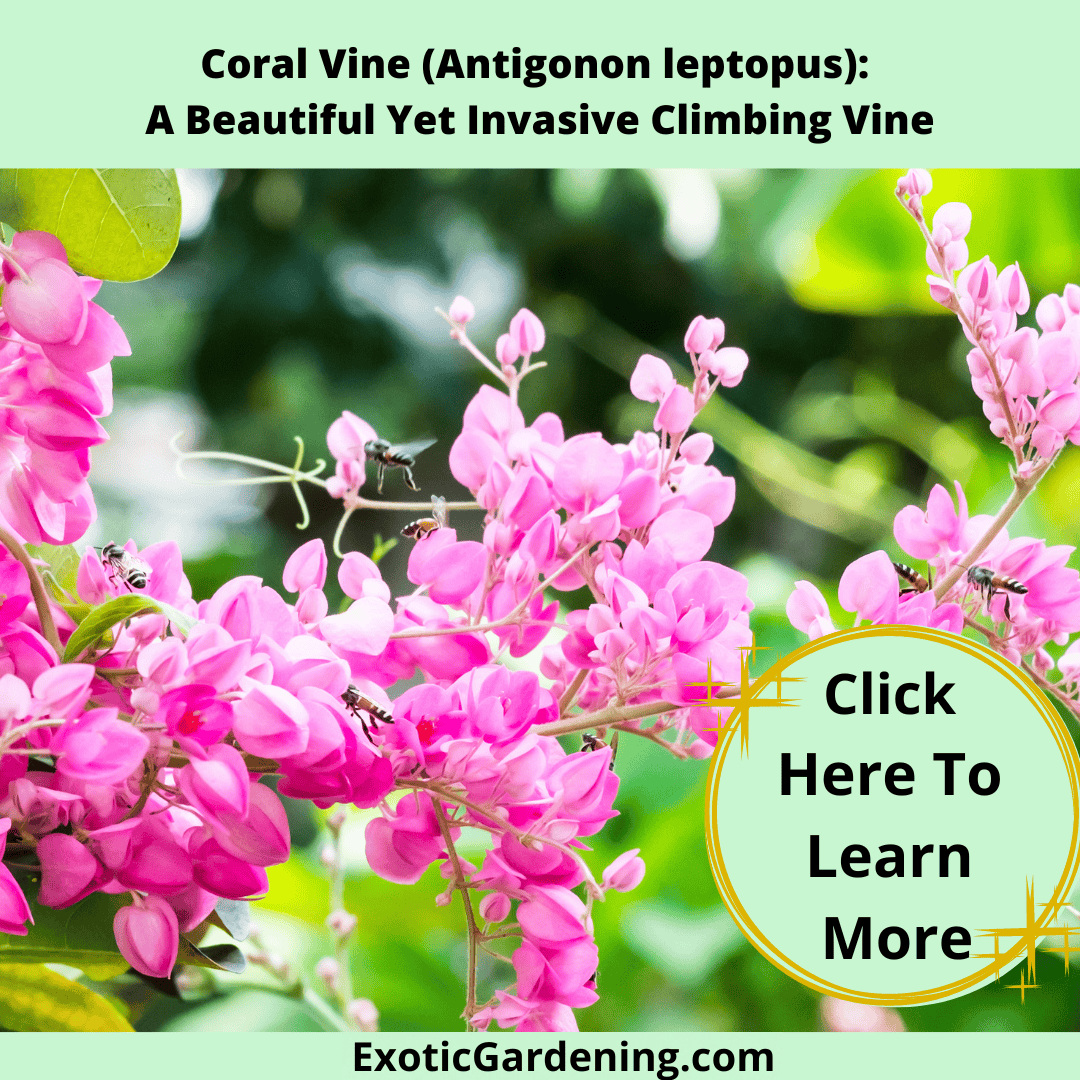 Coral Vine (Antigonon leptopus) in bloom.