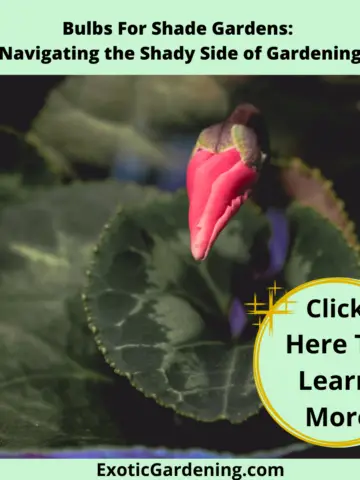 Cyclamen about ready to bloom.