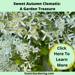 Sweet Autumn Clematis in bloom.