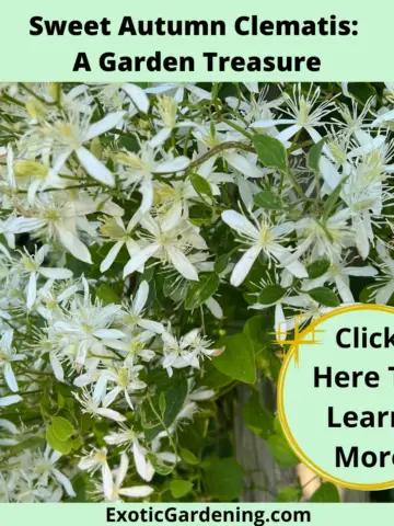 Sweet Autumn Clematis in bloom.