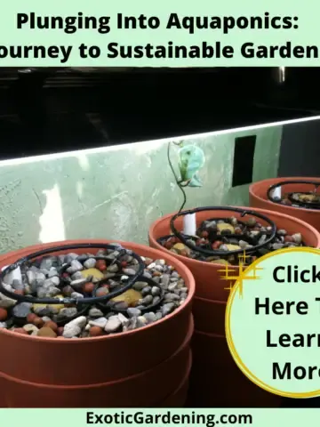 My aquaponic tanks with rocks at the beginning of the setup.