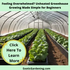 A clean and cozy unheated greenhouse in winter, featuring vibrant greens in rich composted soil. Soft natural light filters through clear plastic panels.
