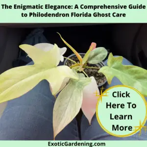 Philodendron Florida Ghost