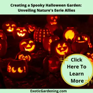 Various carved pumpkins at night illuminated by candles.
