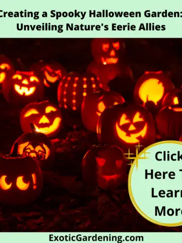 Various carved pumpkins at night illuminated by candles.