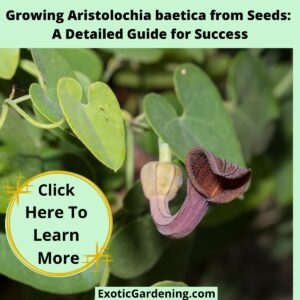 A detailed image of Aristolochia baetica with its characteristic pipe-shaped flower and bulbous base, surrounded by green leaves.