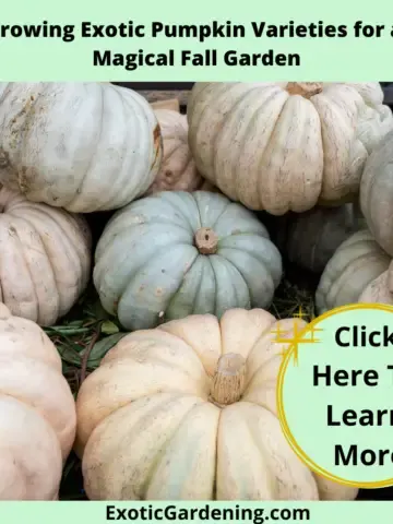 White pumpkins