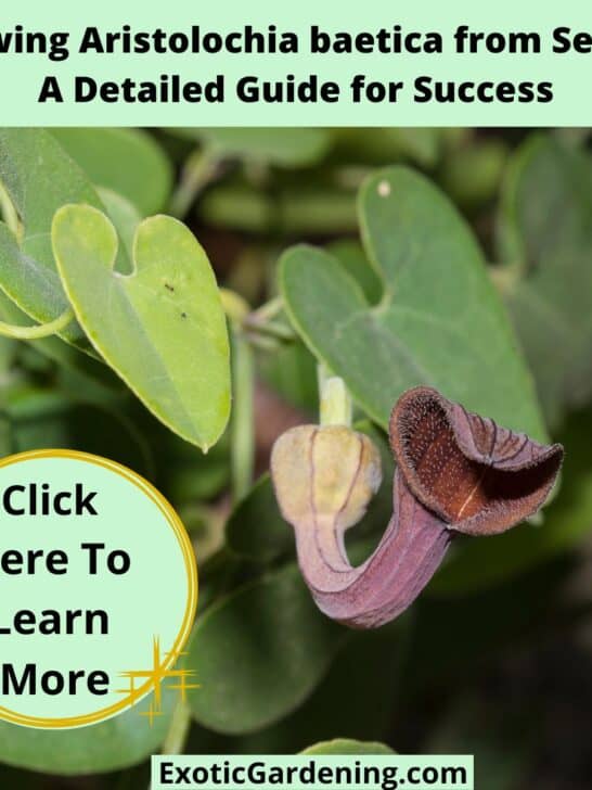 Growing Aristolochia baetica from Seeds: A Detailed Guide for Success