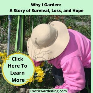 Sheri Ann Richerson tending to daffodils in her garden, wearing a wide-brimmed hat and a pink sweater.