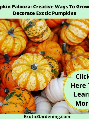 Various types of exotic pumpkins.