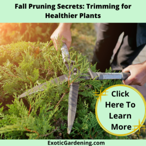Trimming shrubs with hand pruners.